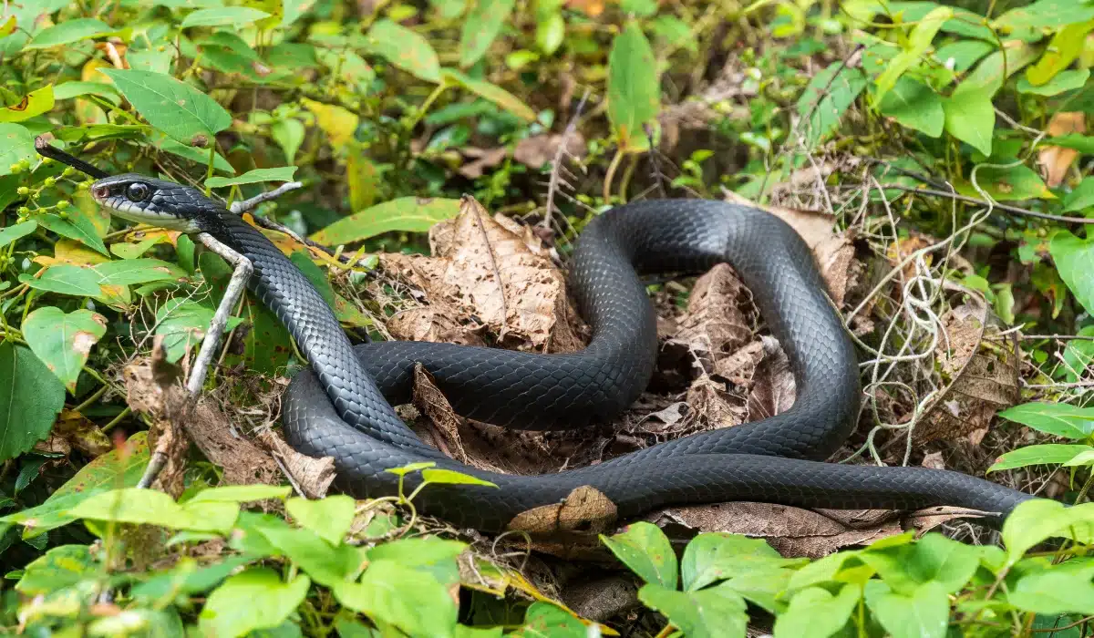 Southern Black Racer