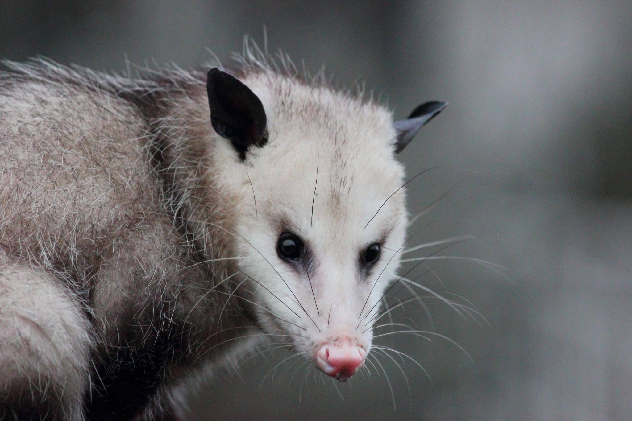 Close-up of a Virginia opossum, a common backyard pest in Florida and Georgia