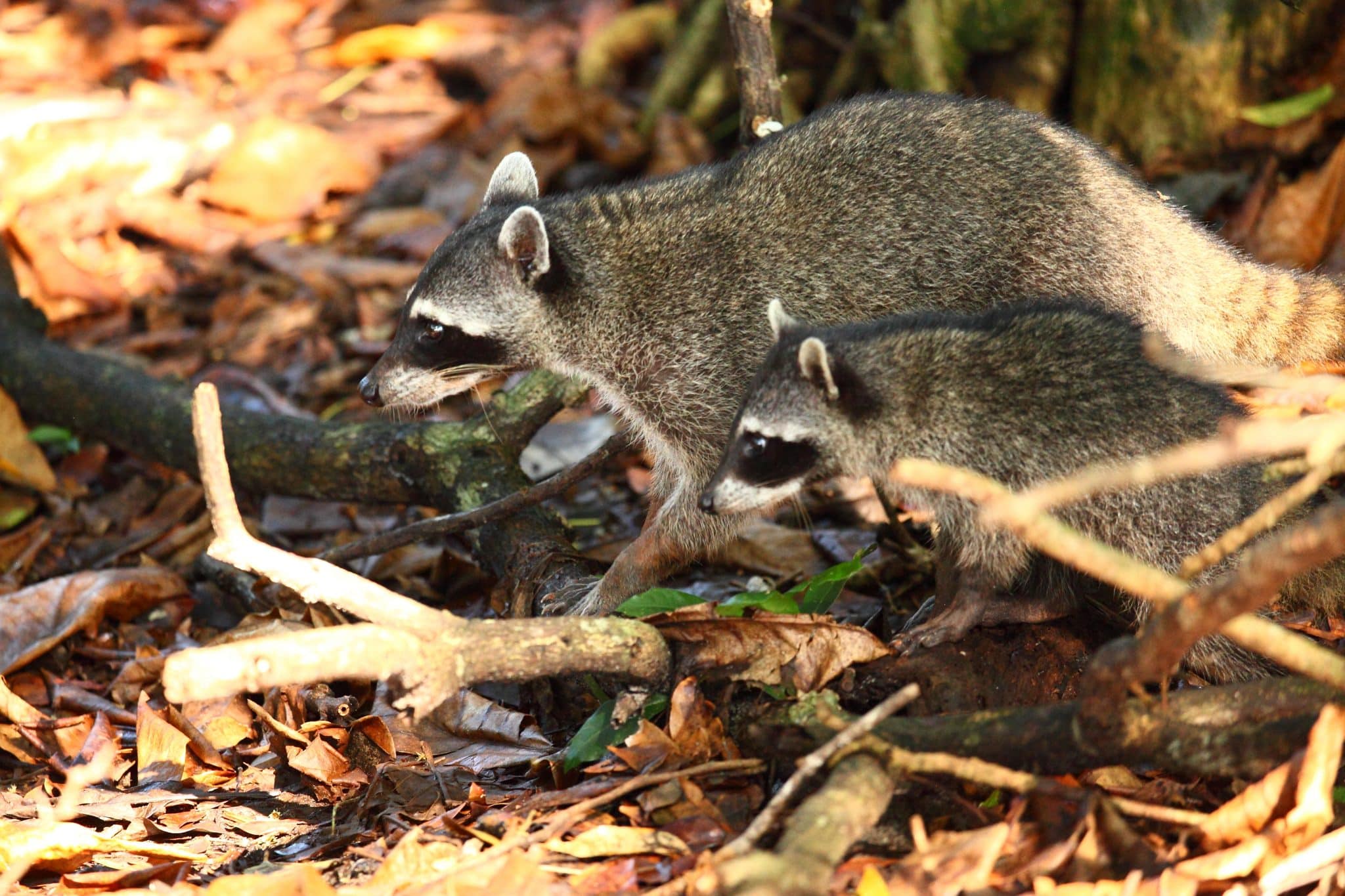 raccoon in a forest