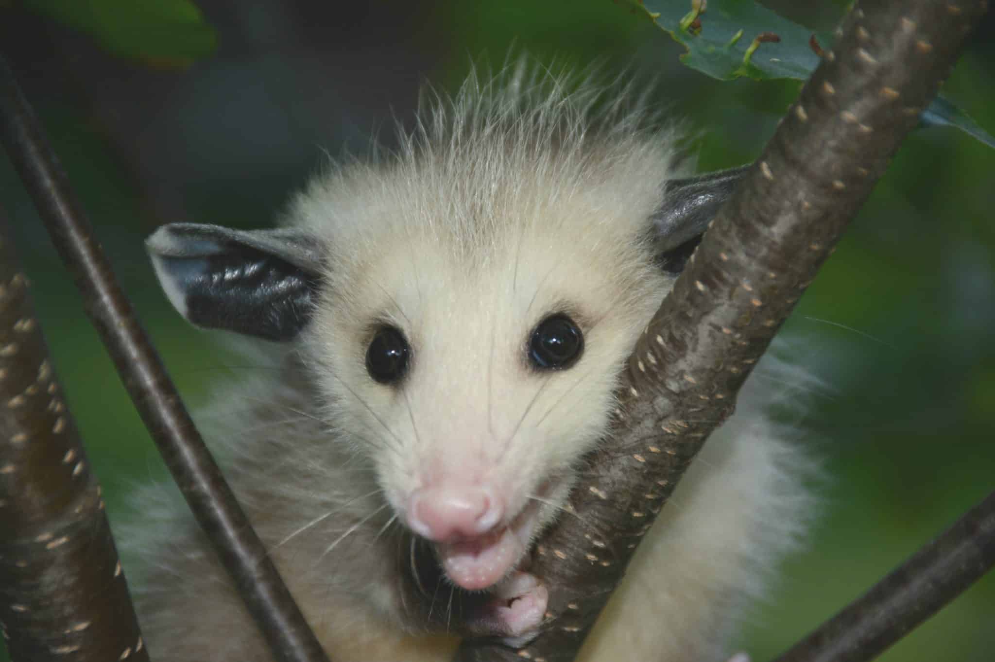 Baby Virginia opossum on a tree branch