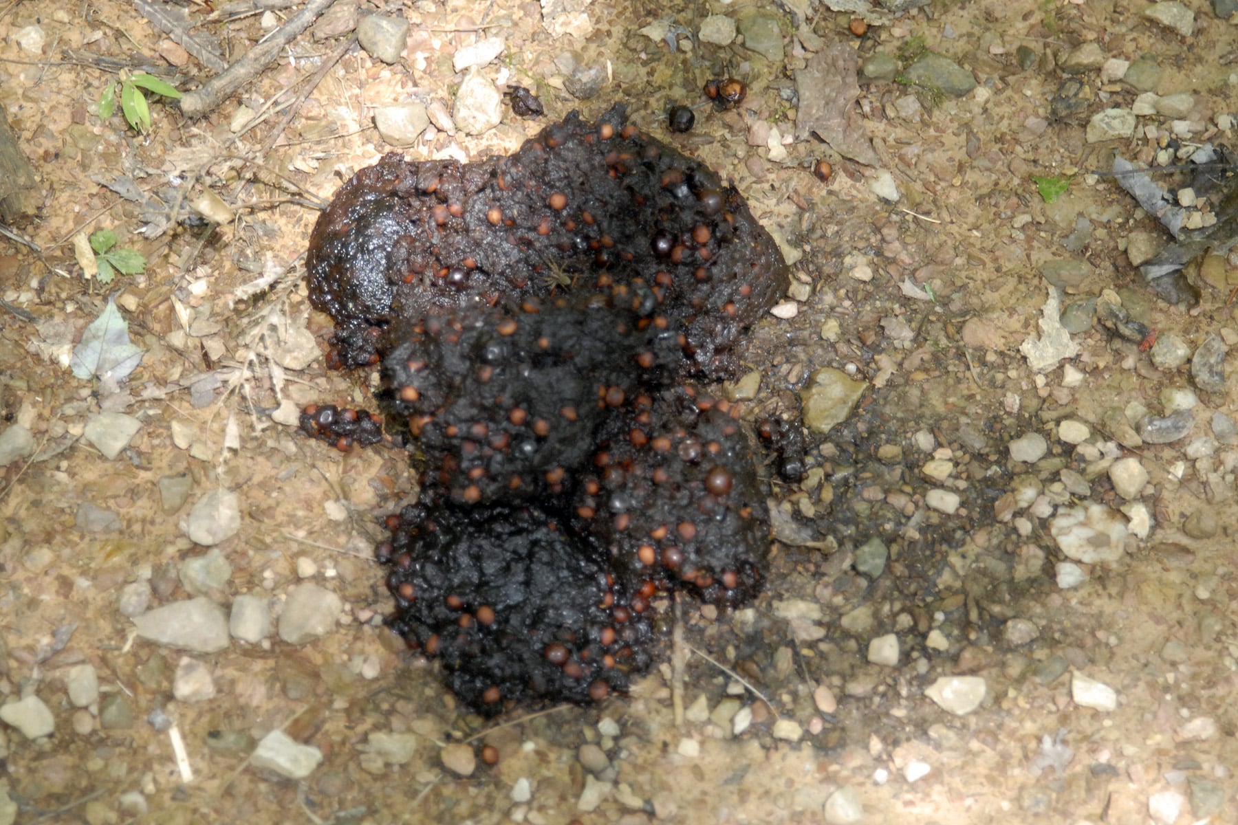 bear poop