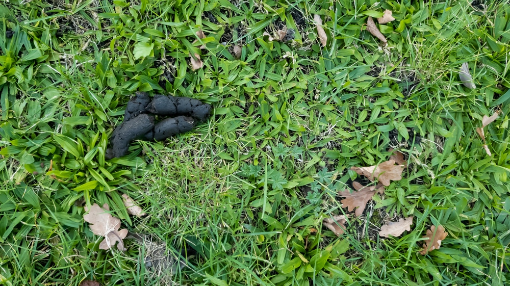 Raccoon poop on green grass lawn, showing dark, tubular droppings with visible undigested material.