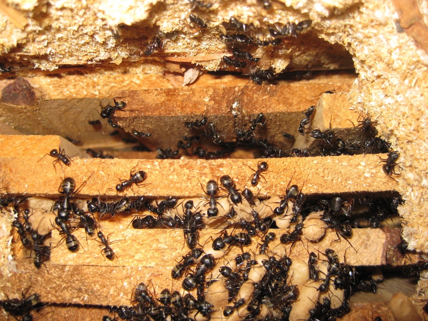 colony of carpenter ants