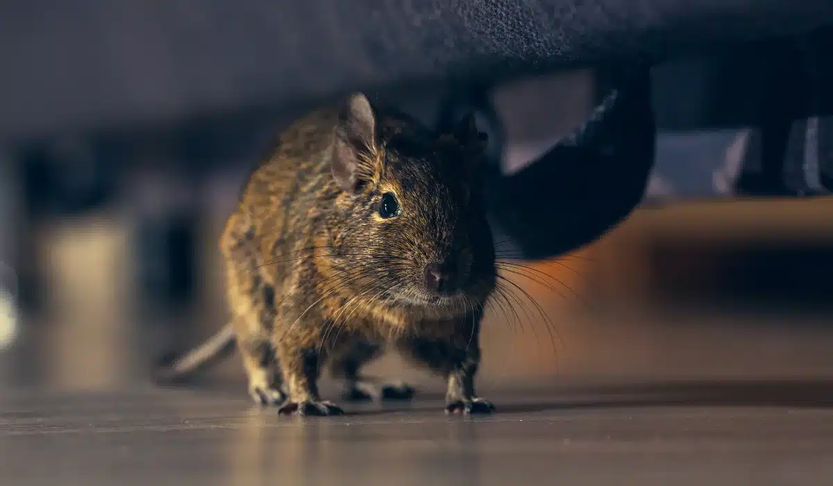 rodent at night