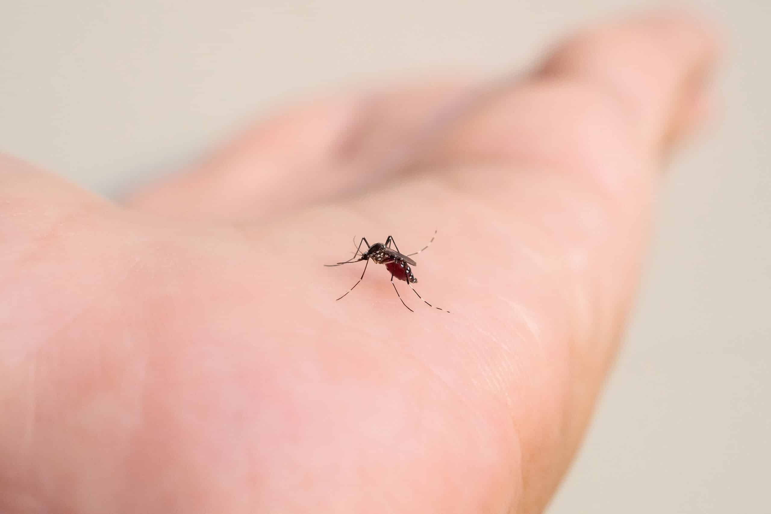 Close-up of a mosquito biting a person’s hand and feeding on blood, a common cause of itchy mosquito bites and disease transmission.