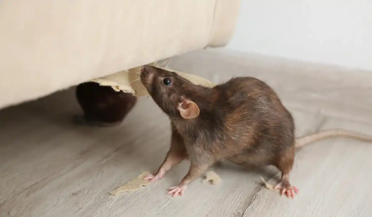 House Mouse