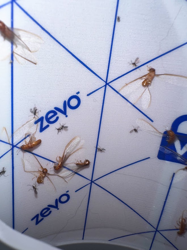 Close-up of flying ants and tiny insects caught on a Zevo insect trap.