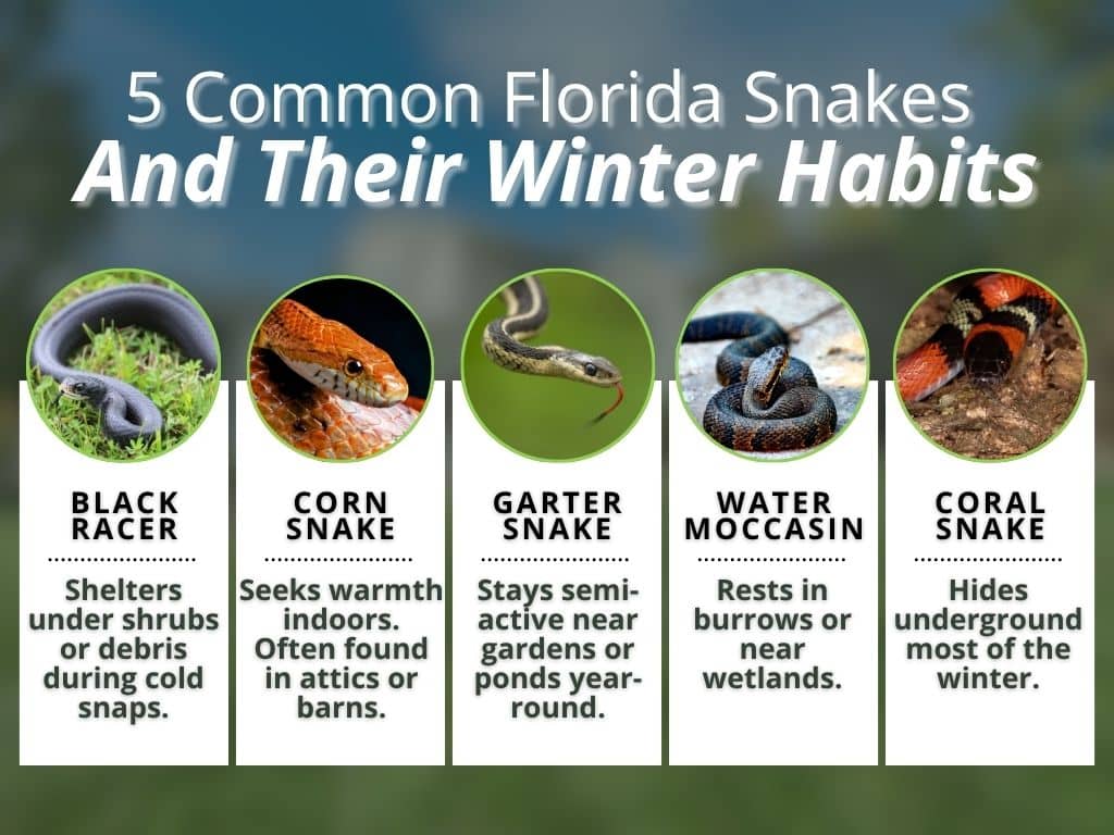 where do FL snakes go in winter