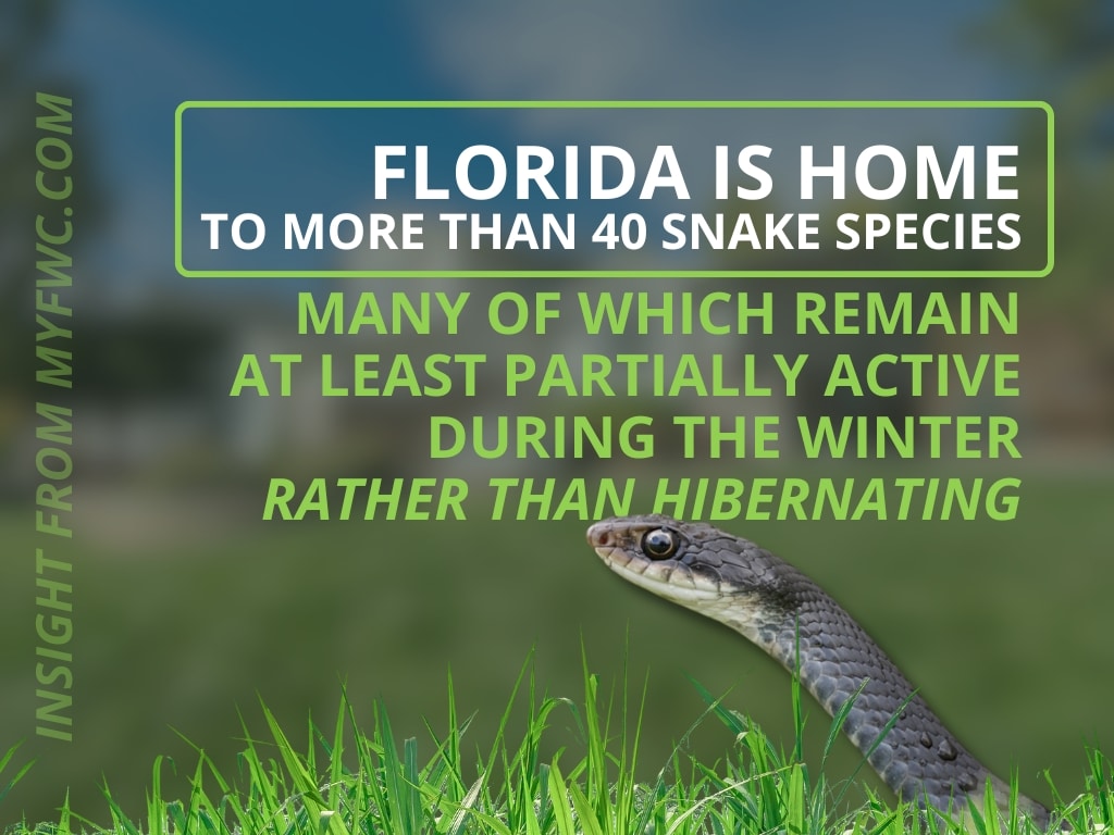 florida snakes in the winter