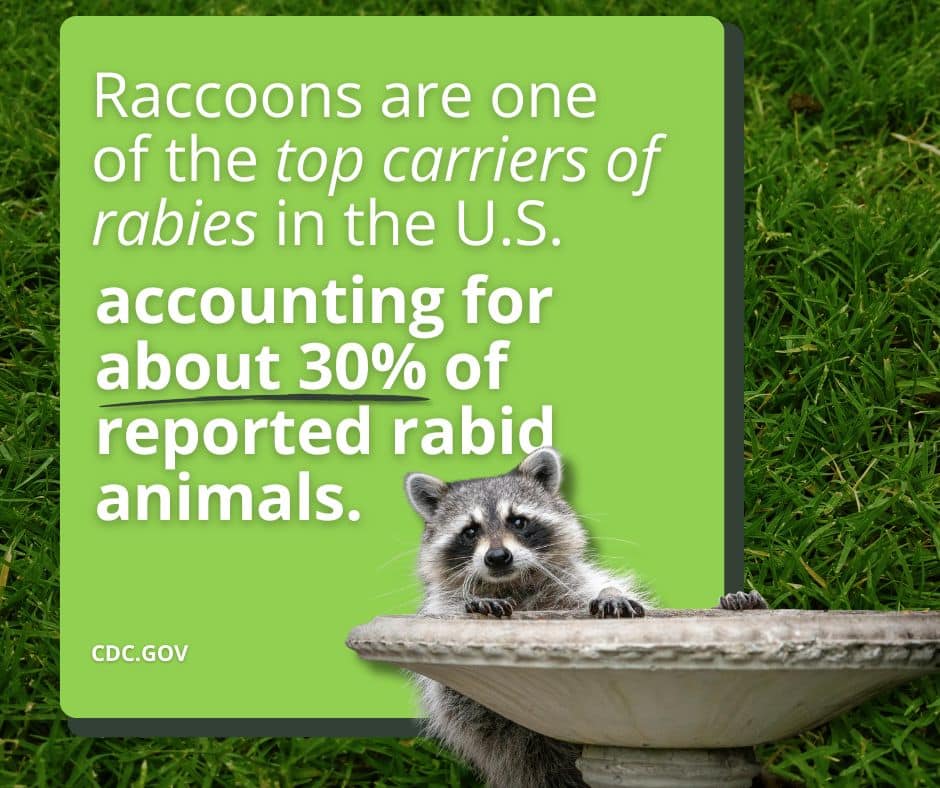 are raccoons dangerous rabies stat