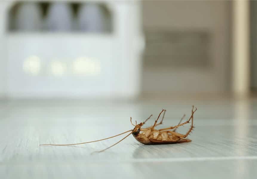Dead cockroach lying on its back on a kitchen floor