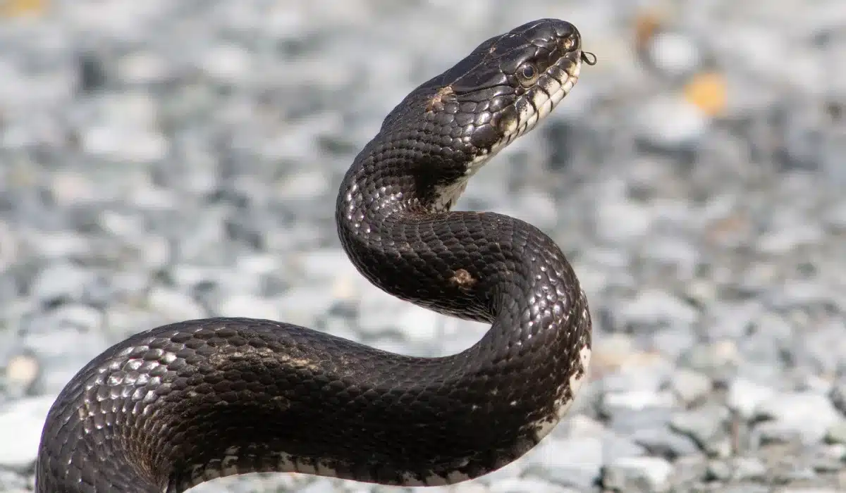 Eastern Rat Snake
