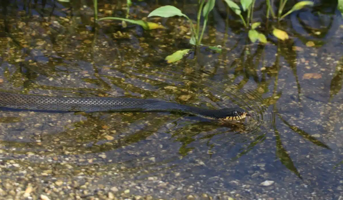 plain-bellied water snake