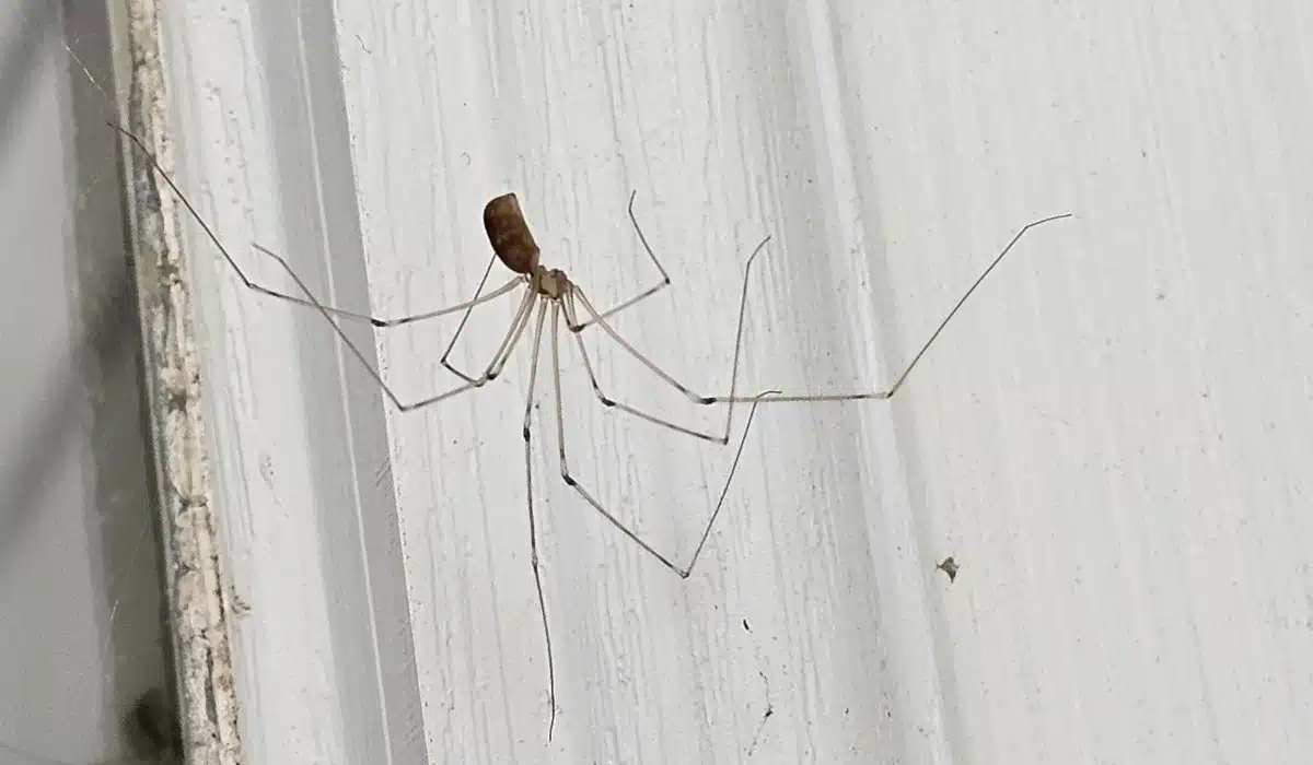 Longbodied Cellar Spider