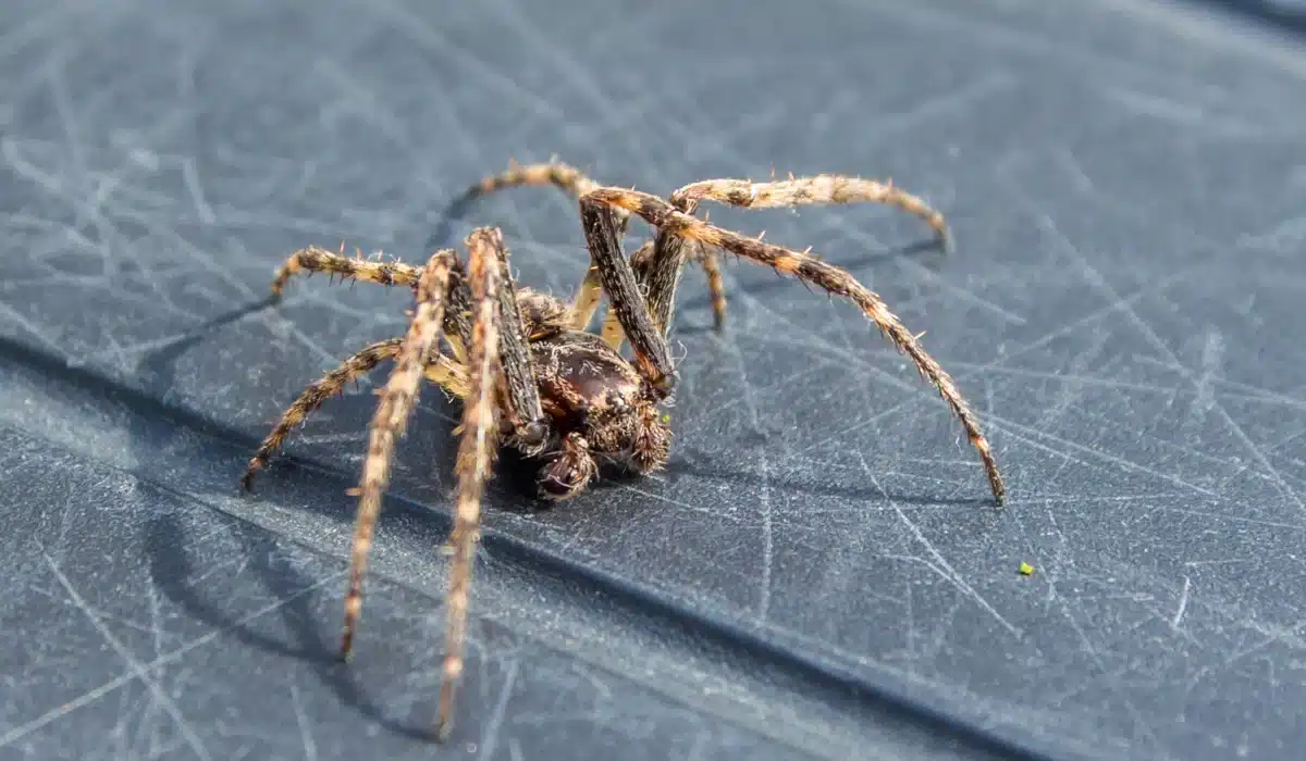 common house spider